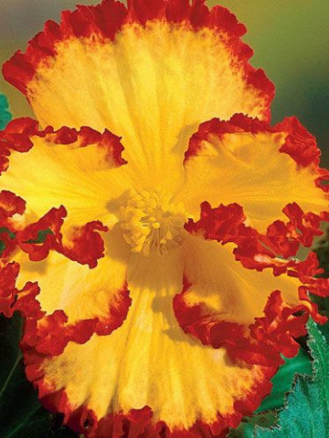 Begonie Marginata Yellow and Red (3 bulbi) floare mare, culoare galben cu rosu, bulbi de flori, Agrosem