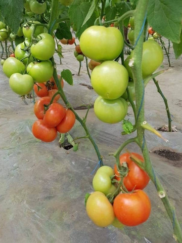 Beldine F1 (500 seminte) rosii nedeterminat fructe uniforme capacitate de post maturare de la Syngenta