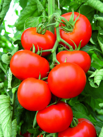 Besuto F1 (500 seminte) tomate pentru sere si solarii, Seminis