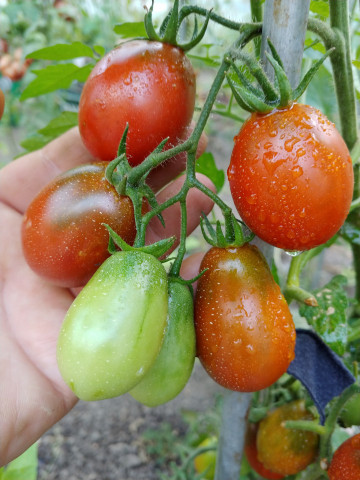 Black Roma (25 seminte) rosii negre prunisoare, nedeterminate, Ukraina