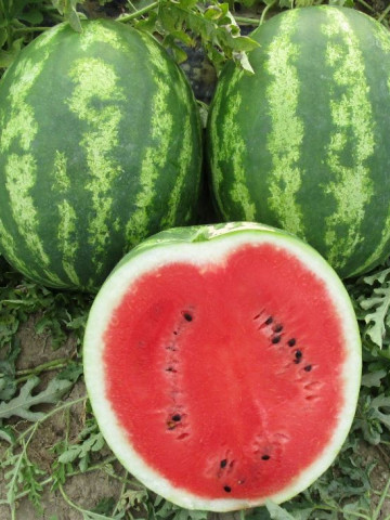 Bomber F1 - 500 sem - Seminte de pepene verde tip Crimson cu fructe rotunde greutate medie de 12-14 kg miez dulce ce se preteaza pentru cultivare in tunel sau in camp deschis de la Cora Seeds