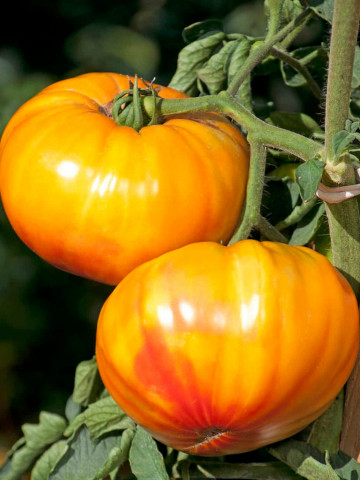 Buffalosun F1 (10 seminte) tomate galben-portocaliiÂ tip Ananas, cu dungi rosii, fructe de 350 - 400 gr, Clause