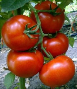 Buran F1 (20 seminte) tomate deosebit de productive, Enza Zaden