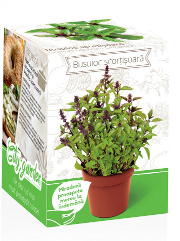 Busuioc cu aroma de scortisoara - Kit plante aromatice