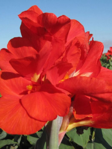 Canna Red President (1 bulb), floare exotica mare, culoare rosu, bulbi de flori