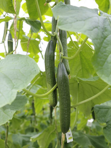 Castraveti Long Anglais (160 seminte) de castraveti lungi, verzi, crocanti, soi productiv, Agrosem