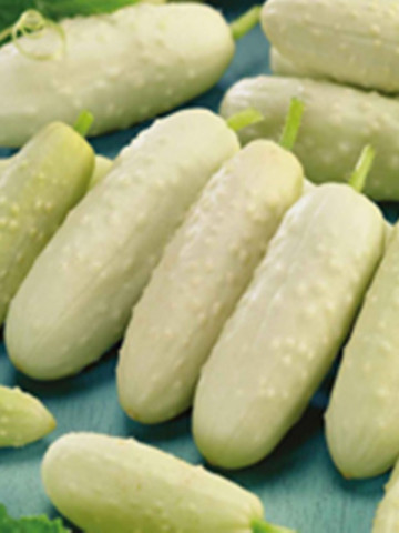 Castraveti Paris Small White 1.5 g, castraveti cornison albi, Agrosem