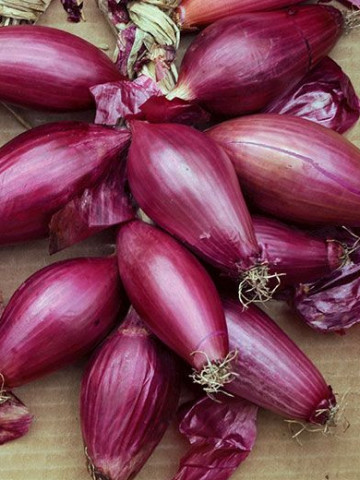 Ceapa lunga de apa Rosa Lunga (900 seminte) de tip ceapa de apa rosie de Buzau, Opal