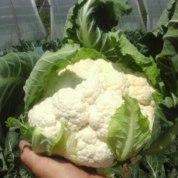 Cercy F1 (1000 seminte) conopida cu inflorescenta regulata neteda iar in perioada calda nu este predispusa la invinetire ajungand la o greutate medie de 1.8-2.5 kg, Rijk Zwaan