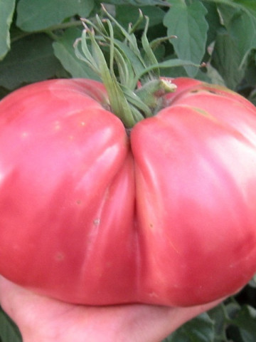 Ciccio (30 seminte) rosii uriase roze peste 1 kg, soi stravechi, semi-tardiv, nedeterminat si foarte fertil, Seklos