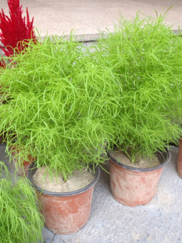 Cipru de gradina (0.5gr) seminte cipru gradina planta ornamentala verde, toamna devine rosu aprins, Agrosem