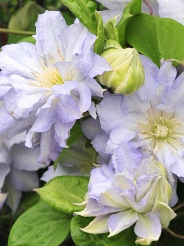 Clematite Azure Ball (1.5 m in ghiveci de 2 L), tufa ornamentala cataratoare Clematis, cu flori mari, colorate in albastru-violet si o coroana de stamine galbene