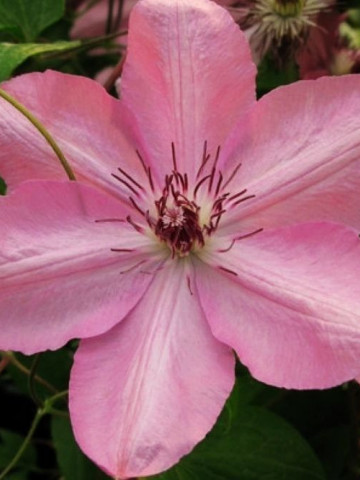 Clematite Bieszczady (1.5 m in ghiveci de 2 L) tufa ornamentala cataratoare Clematis, cu flori mari, de culoare roz cald cu o dunga alba-roz pe mijlocul petalelor