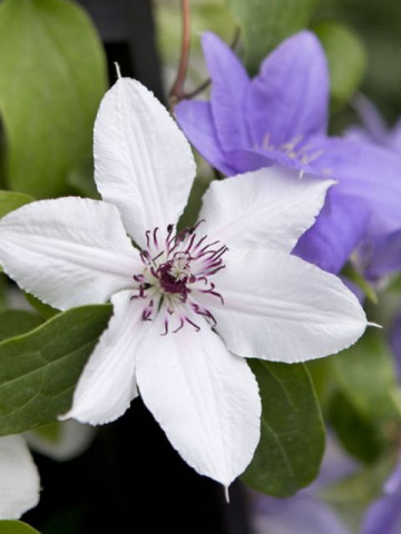 Clematite Fuyu-No-Tabi (1.5 m in ghiveci de 2 L) tufa ornamentala cataratoare Clematis, hibrid creat in Japonia, cu flori mari de culoare alb-cremos