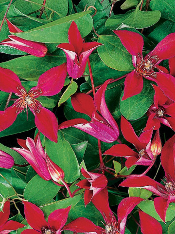 Clematite Gravetye Beauty (1.5 m in ghiveci de 2 L) tufa ornamentala cataratoare Clematis, cu flori deosebite in forma de crin, de culoare rosu profund si fructe pufoase decorative