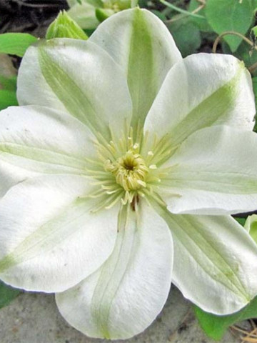 Clematite Guernsey Cream (1.5 m in ghiveci de 2 L), tufa ornamentala cataratoare Clematis, hibrid polonez cu flori mari, de culoarea untului, cu stamine galbene