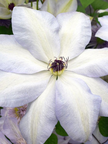 Clematite Ivan Olsson (1.5 m in ghiveci de 2 L), tufa ornamentala cataratoare Clematis, cu flori elegante, albe cu umbre de albastru deschis pe margini