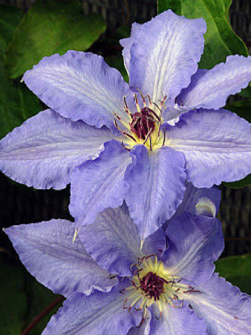 Clematite Laura (1.5 m in ghiveci de 2 L), tufa ornamentala cataratoare Clematis, cu flori de culoarea cerului albastru si stamine purpurii