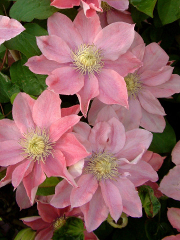 Clematite Little Mermaid (1.5 m in ghiveci de 2 L) tufa ornamentala cataratoare Clematis, cu flori mari, catifelate, colorate in roz-somon