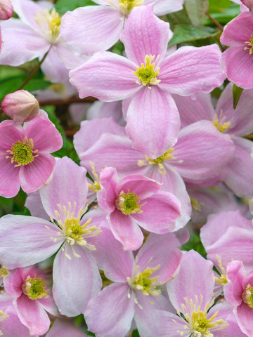 Clematite Mayleen (ghiveci 2 L), tufa ornamentala cataratoare Clematis, flori parfumate, roz fin