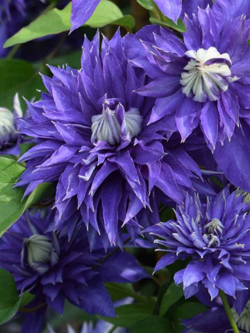 Clematite Multi Blue (1.5 m in ghiveci de 2 L), tufa ornamentala cataratoare Clematis, hibrid cu flori deosebite, duble, de culoare albastru-marin