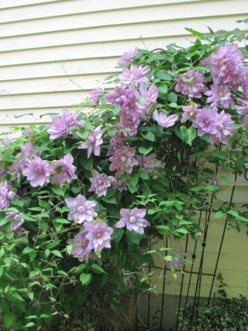 Clematite Proteus (ghiveci 2 L), tufa ornamentala cataratoare Clematis, flori simple si duble mov-roz