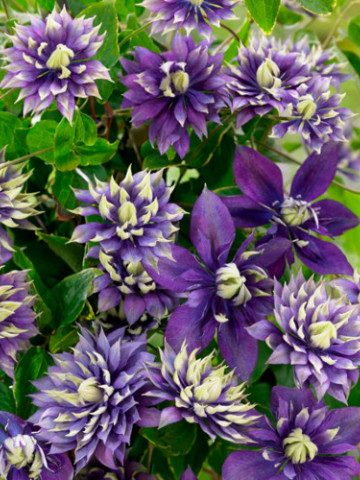 Clematite Taiga (ghiveci 2 L) cu flori mov-violet puse in evidenta de accente crem-verzui aflate pe varfurile petalelor ascutite, cataratoare Clematis