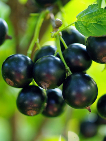 Coacaz negru Perla Neagra, butasi de coacaze soi foarte productiv, cu fructe gustoase, Yurta