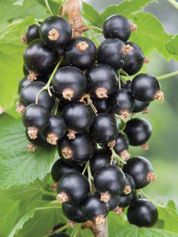 Coacaz negru Ribes nigrum (1 butas), butasi de coacaze negre soi rezistent la ger, cu crestere rapida, Yurta
