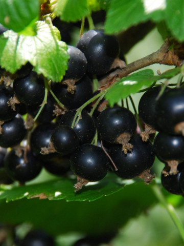 Coacaz negru Titania, butas pitic coacaz negru soi viguros, rezistent la boli, fructe tari, zemoase, Yurta