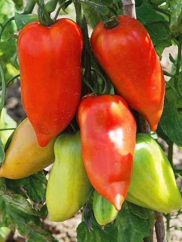 Cornabel F1 (100 seminte) rosie nedeterminata cu forma alungita de corn, Vilmorin