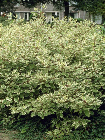 Cornus alba Gouchaultii (ghiveci 1,5 L), arbust decorativ, frunze mari, verde cu alb, flori albe