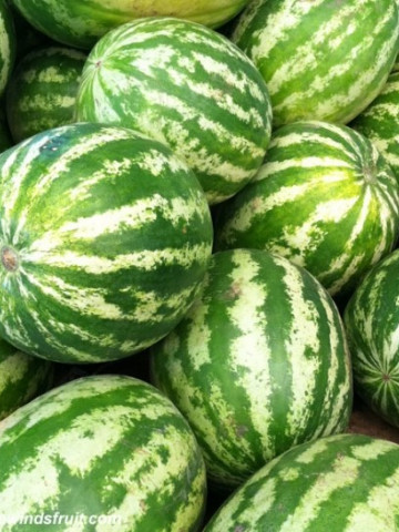 Crimson Sweet (500 gr) seminte pepene verde semitimpuriu coaja dungata 9- 12 kg, RACI Sementi