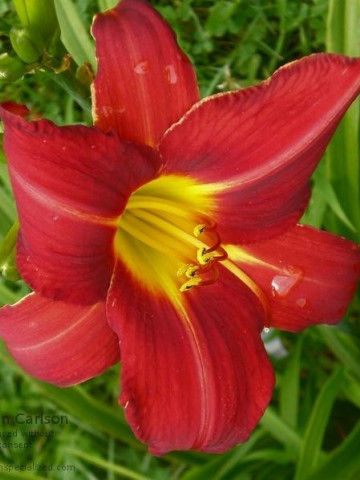 Crin Hemerocallis Anzac (ghiveci 1,5 L), crin de o zi cu flori foarte mari, colorate in rosu-purpuriu si galben