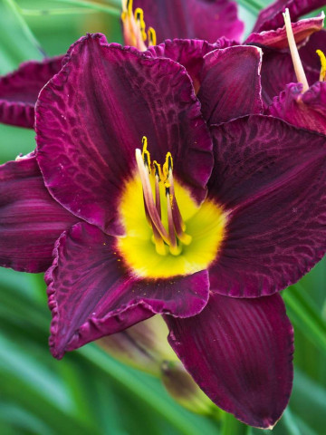 Crin Hemerocallis Bela Lugosi (ghiveci 1,5 L), crin de o zi cu flori purpurii cu galben-lemon