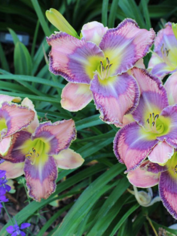 Crin Hemerocallis Mildred Mitchell (ghiveci 1,5 L), crin de o zi cu flori mari, deosebite, colorate roz, violet si galben