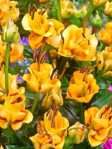 Crini Apricot Fudge (1 bulb), floare galbena deosebita, bulbi de flori