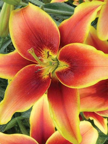 Crini Avalon Sunset (1 bulb), combinatie de culori rosu cu galben, bulbi de flori