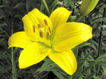 Crini Pisa (1 bulb), galben, bulbi de flori