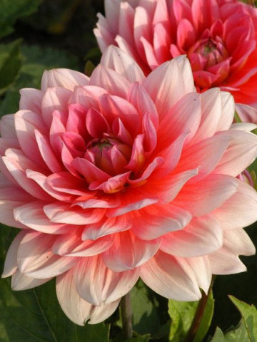 Dalie Decorative Border Pink (1 bulb), culoare roz cu alb, floare anuala, bulbi de flori