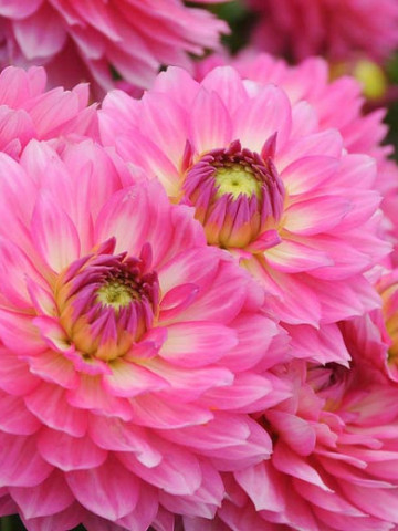 Dalie Gallery Bellini (1 bulb), floare culoare roz, bulbi de flori