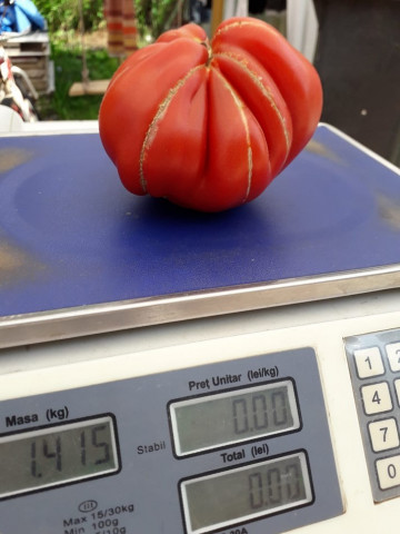 Deko F1 - 100 sem - Seminte de rosii tip Inima de Albenga ce se remarca printr-o crestere nedeterminata cu o legare si o uniformitate a fructelor la etajele superioare excelenta iar maturitatea este semitimpurie de la ISI Sementi