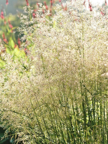 Deschampsia Goldschleier (ghiveci 1,5 l), iarba ornamentala Tarsa Mare, aspect de fantana arteziana