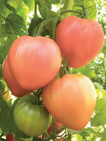 Dolcecuore F1 (113SA351 F1) (10 seminte) hibrid tip inima de bivol roz gigant, Profit SEEDS
