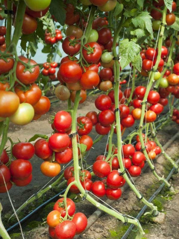 Doufu F1 (100 seminte) tomate cu crestere nedeterminata usor de cultivat deoarece plantele sunt bine echilibrate cu port deschis si generativ, Rijk Zwaan