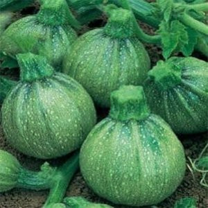 Dovlecei Brice F1 (1000 seminte) Dovlecei rotund verde deschis, Syngenta