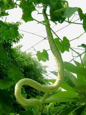 Dovlecei decorativi Snake Tartacute (2 gr), seminte de Dovlecei ce ajung 2 metri lungime, Florian