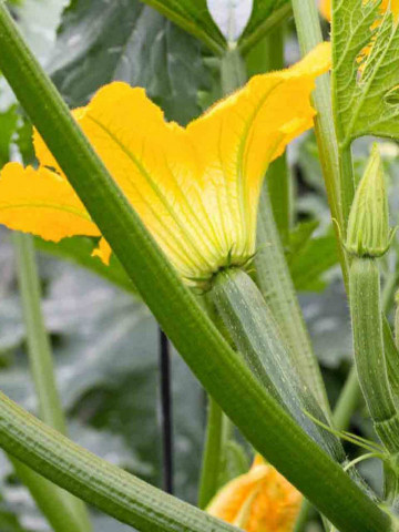 Dovlecel Black Beauty (3.000 seminte) seminte dovlecel zucchini soi productiv, fara vrej, Agrosem