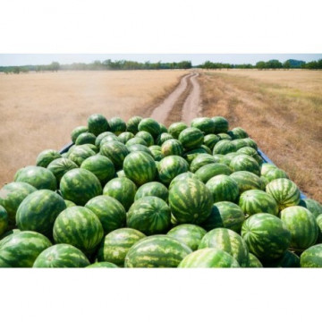 Dulce de Dabuleni - 2 g - Seminte de Pepene Verde Soi Romanesc de Pepeni Verzi Dulce de Dabuleni
