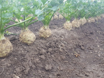 Elena F1 (10.000 seminte drajate pregerminate) telina de radacina, toleranta ridicata la emiterea tijei florifere, plantarea primavara devreme, Bejo